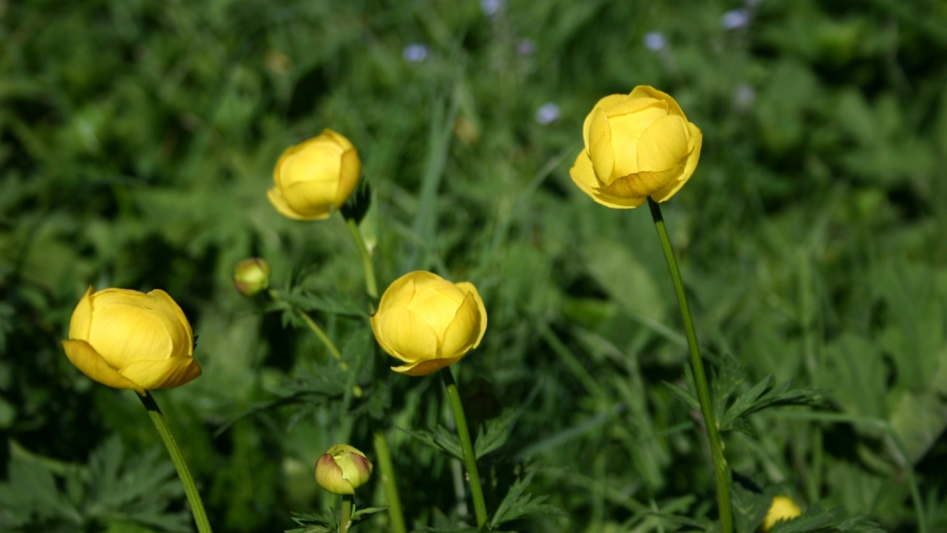 Trolle d'Europe - Trollius Europaeus