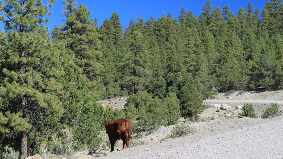 Posey Lake Road – Grand Staircase-Escalante National Monument – Utah