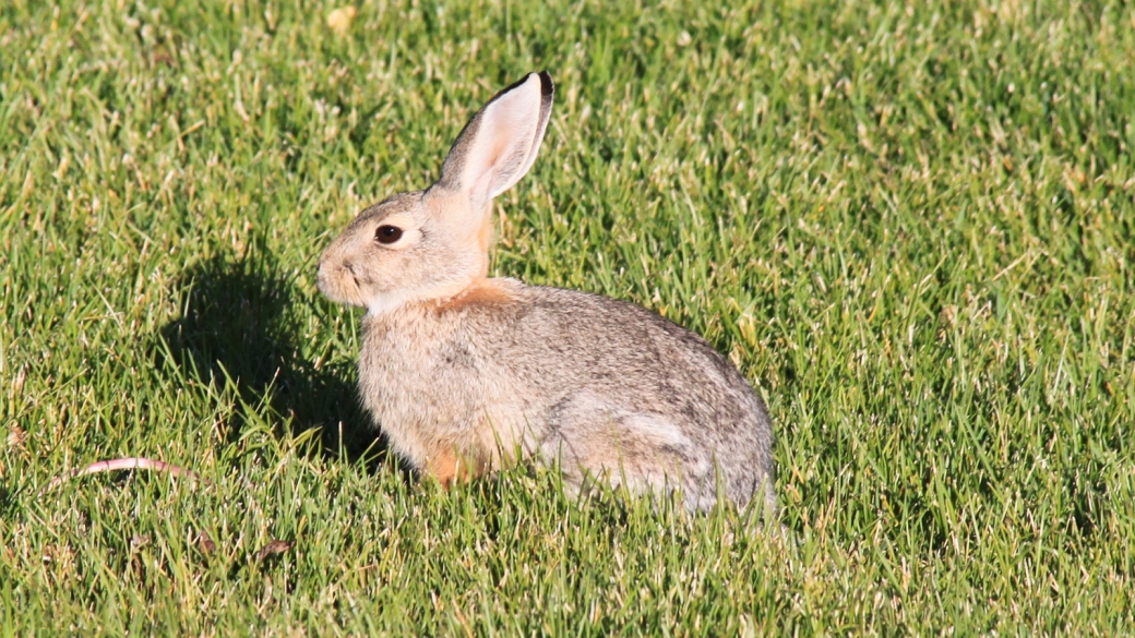 Un petit lapin tout chou se prélassant sur le pelouse du Days Inn de Torrey, dans l'Utah, aux États-Unis.