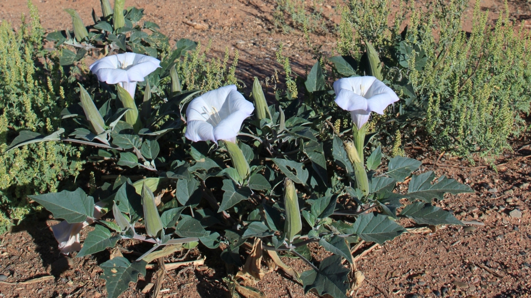 Moonflower – Datura Inoxia