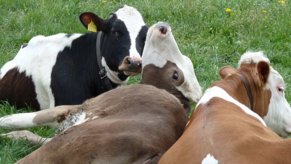 Marchissy – Vaud – Suisse