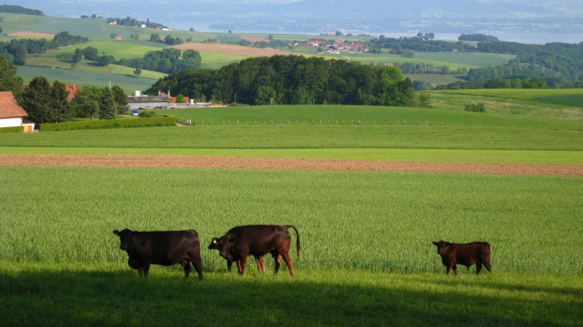 Marchissy – Vaud – Suisse
