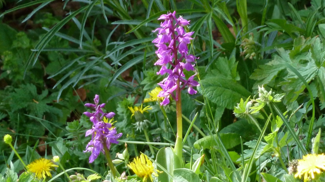 Orchis de Mai - Dactylorhiza Majalis