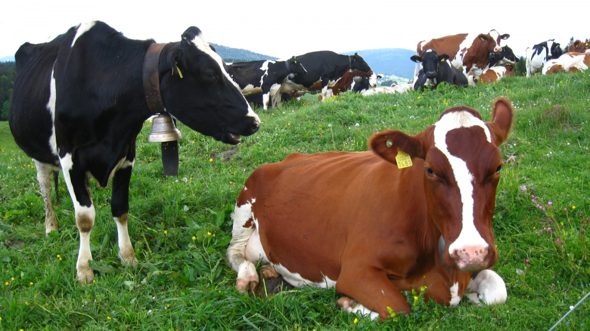 Les Coppettes – Arzier-Le Muids – Vaud – Suisse