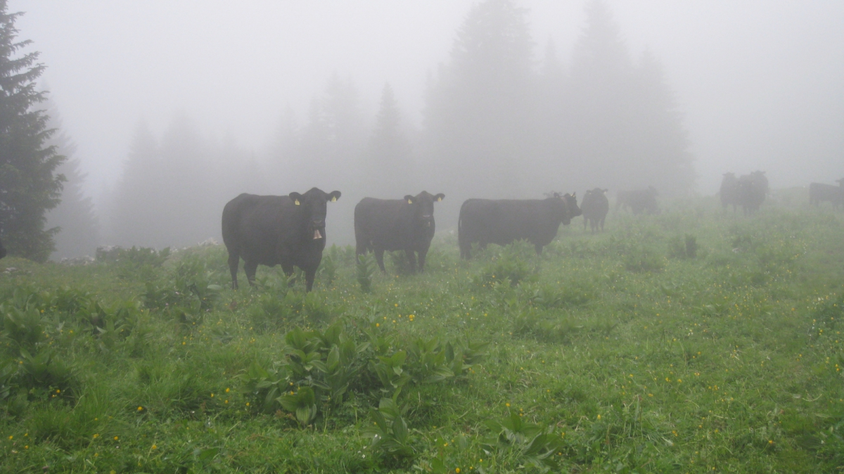 Pré de l’Haut – Vaud – Suisse
