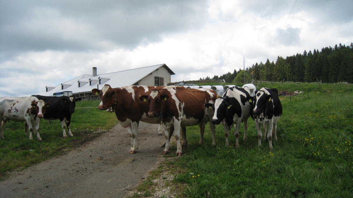 Les Coppettes – Arzier-Le Muids – Vaud – Suisse