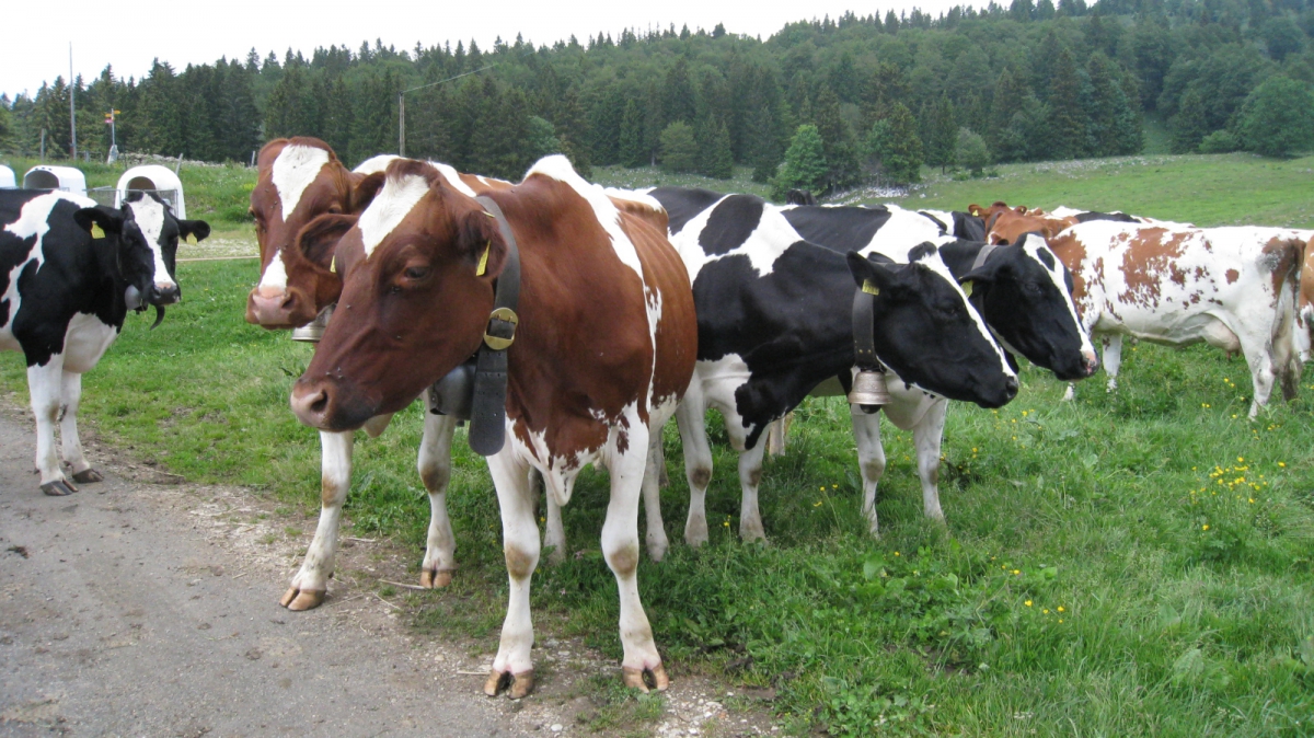 Les Coppettes – Arzier-Le Muids – Vaud – Suisse
