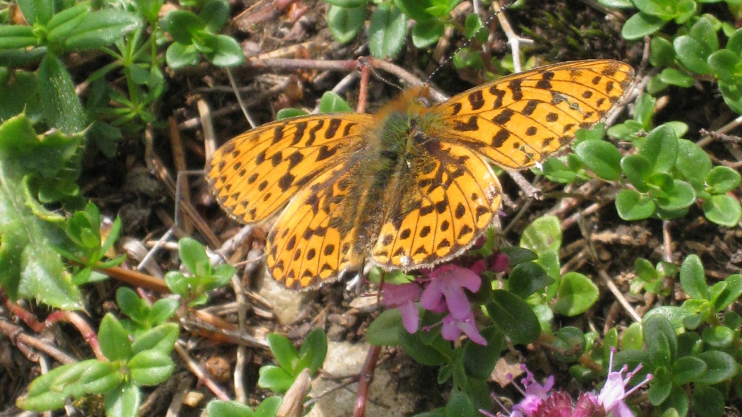 Tabac d'Espagne - Argynnis Paphia