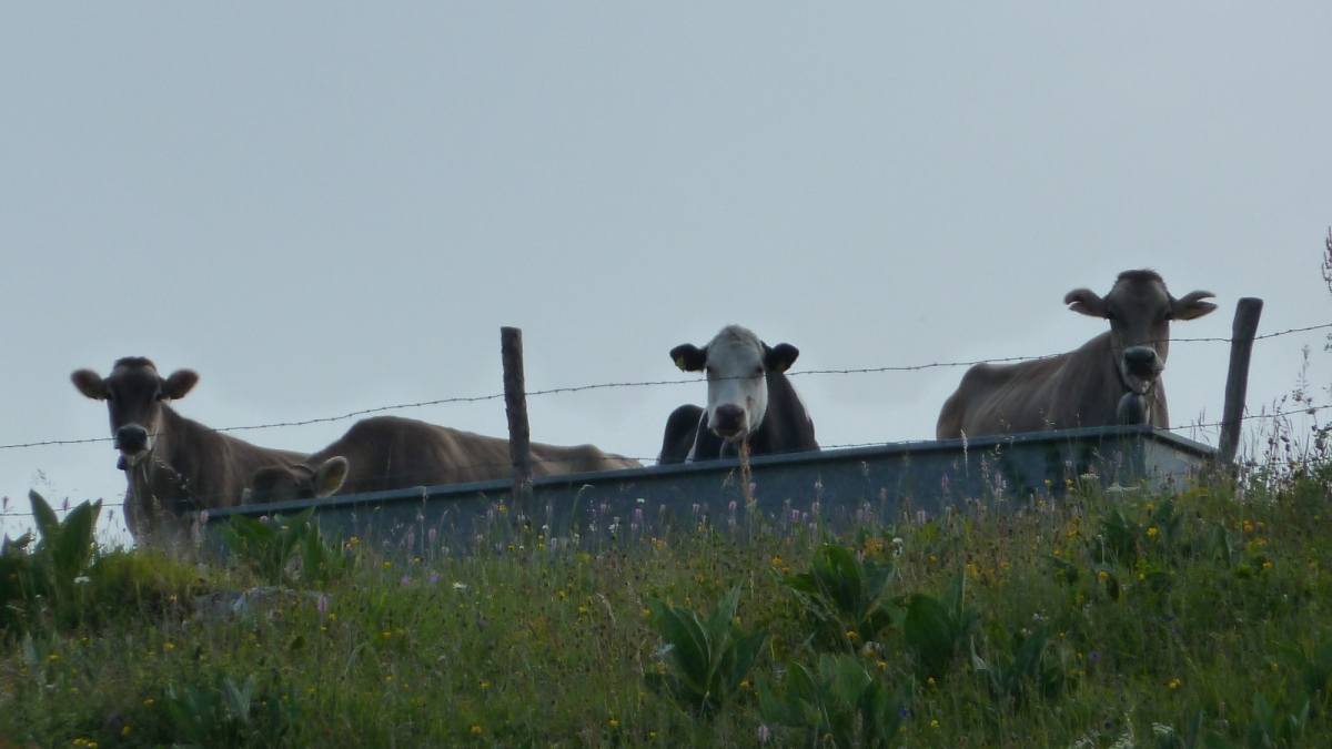 Le Mont Roux – Vaud – Suisse