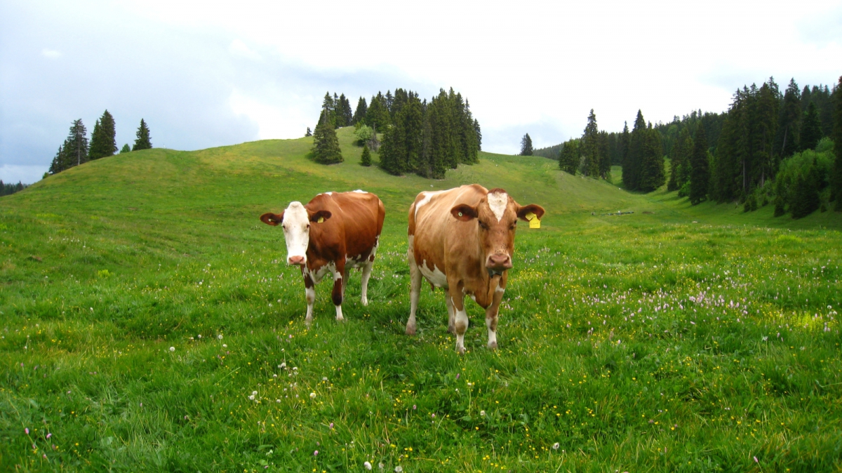 Combe des Amburnex – Le Chenit – Vaud – Suisse