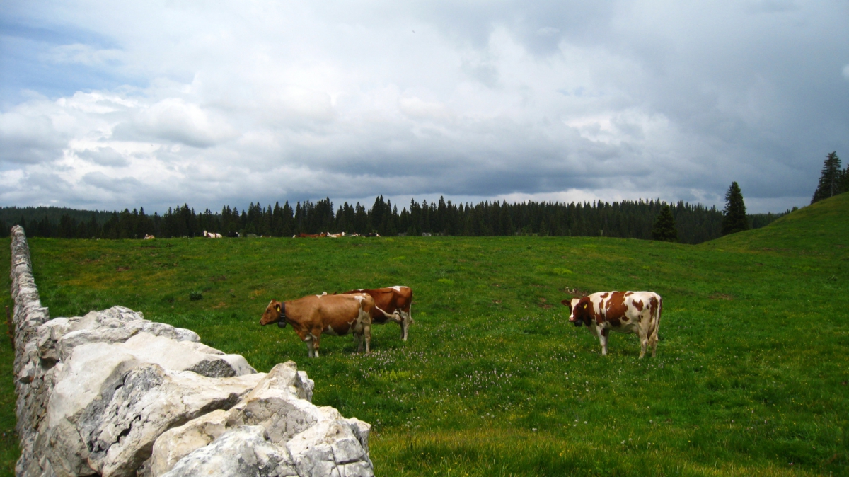 Sèche des Amburnex – Le Chenit – Vaud – Suisse
