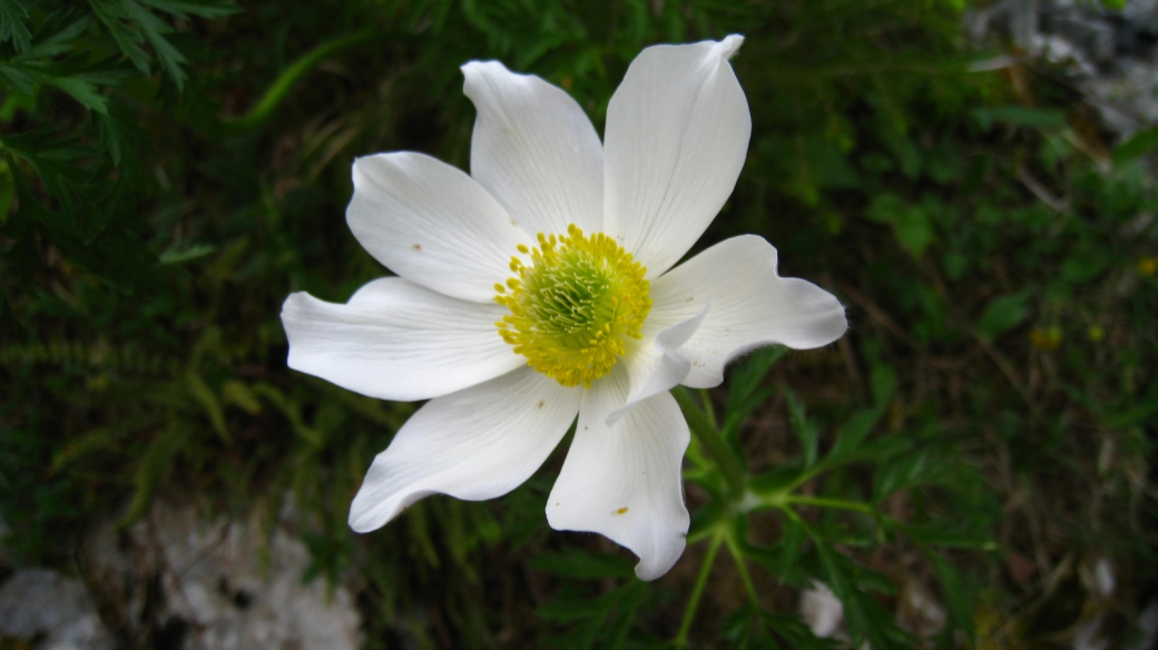 Anémone Sylvie - Anemone Nemerosa)