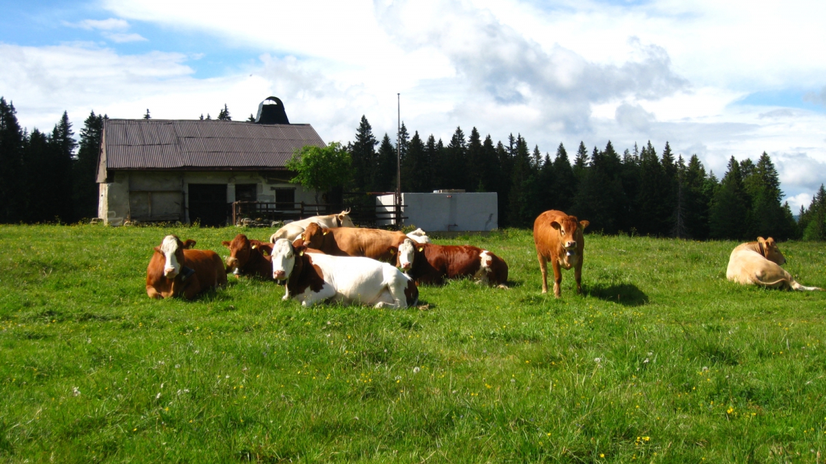 Les Petits Plats – Vaud – Suisse