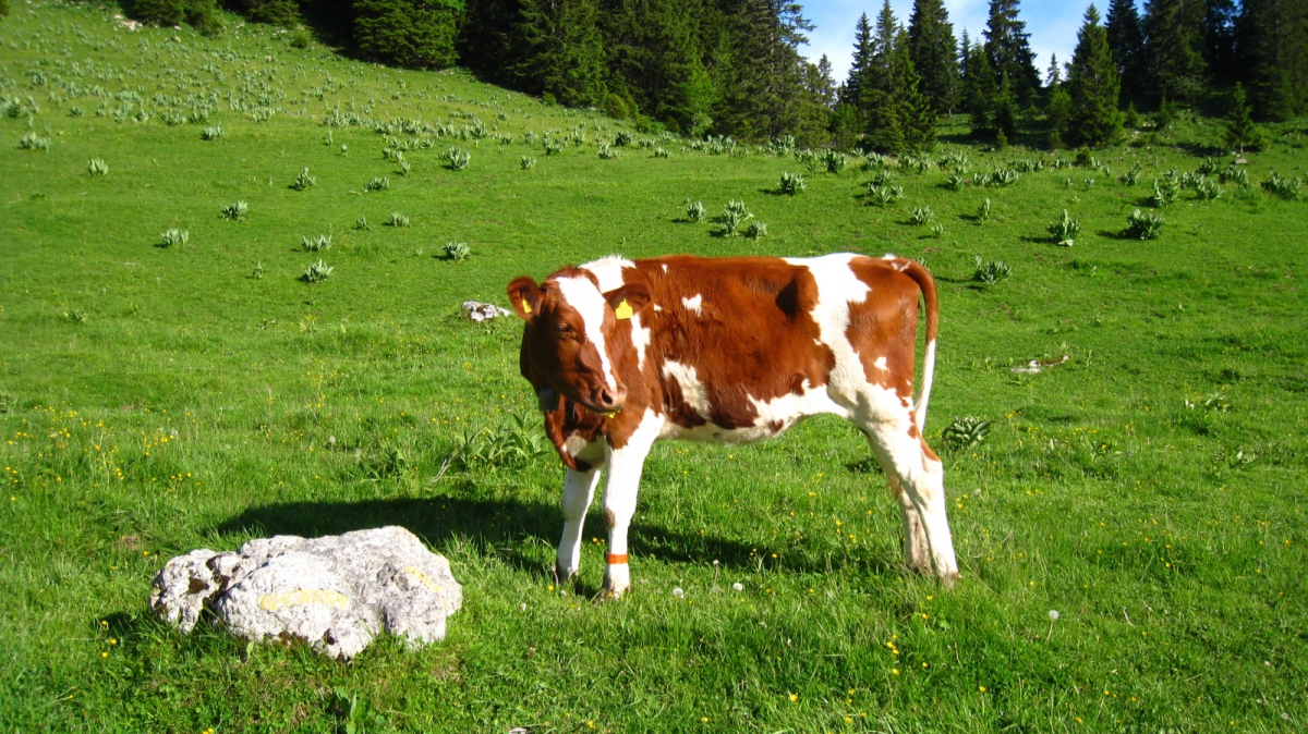 Les Begnines – Arzier-Le Muids – Vaud – Suisse