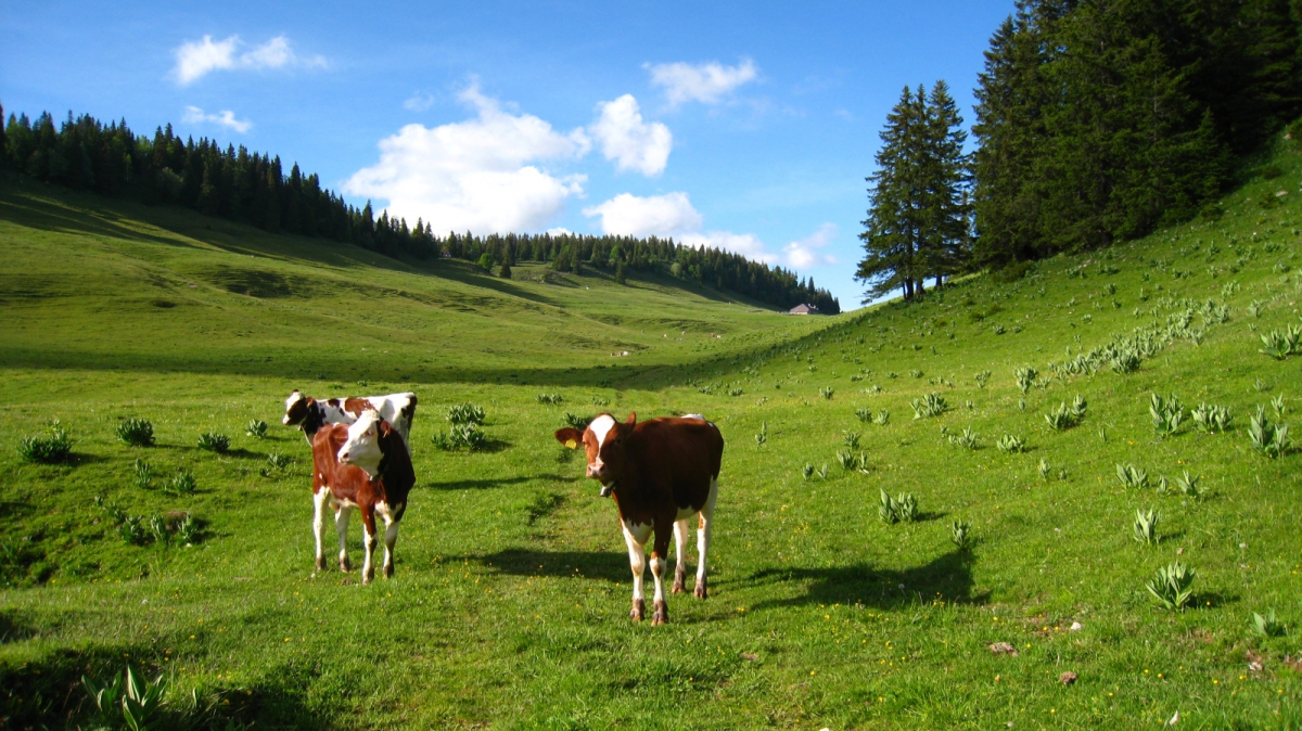 Les Begnines – Arzier-Le Muids – Vaud – Suisse