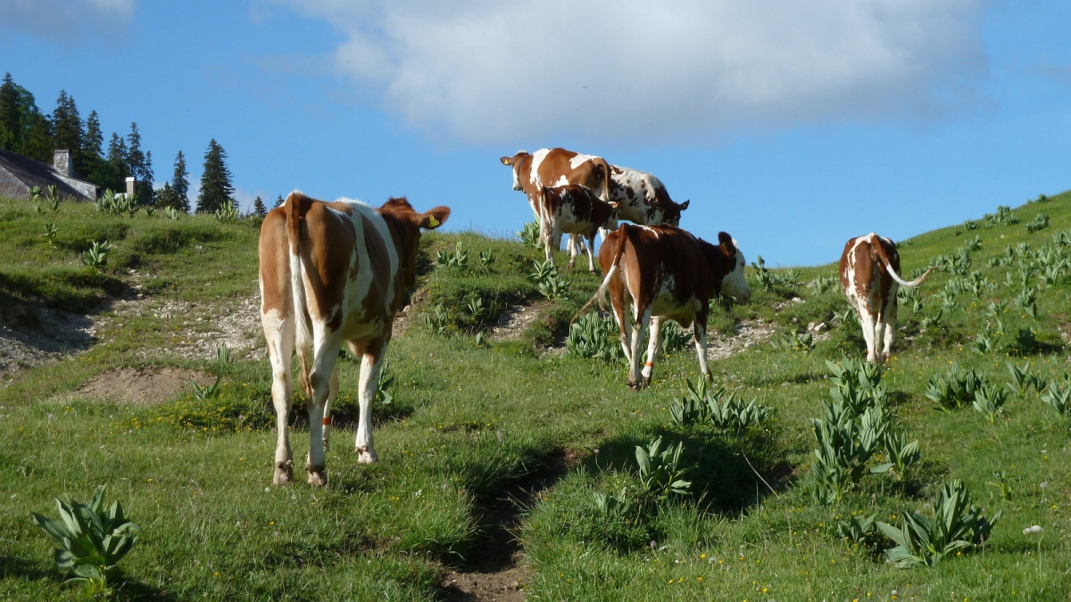 Les Begnines – Arzier-Le Muids – Vaud – Suisse