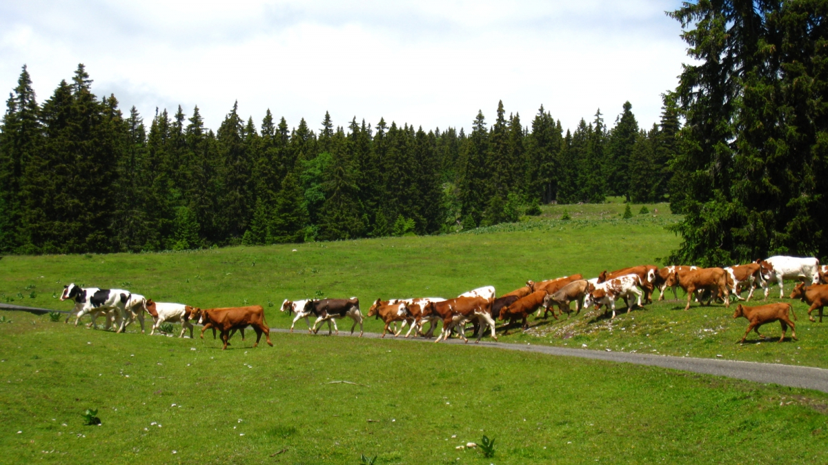 Pré de Saint-Livres – Bière – Vaud – Suisse