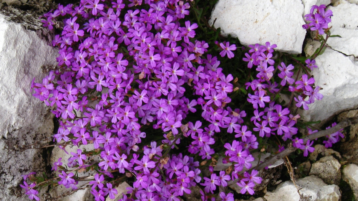 Erine des Alpes – Erinus Alpinus