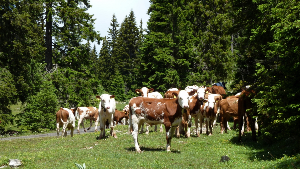 Pré de St-Livres – Bière – Vaud – Suisse
