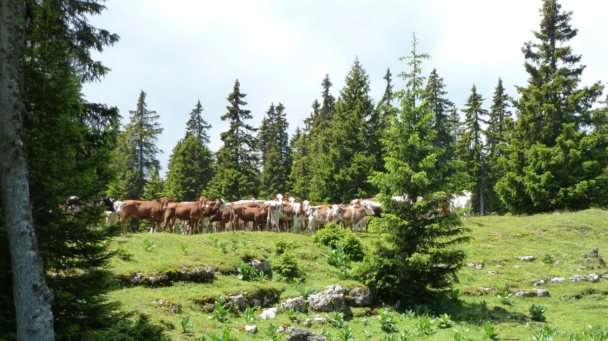 Pré de St-Livres – Bière – Vaud – Suisse