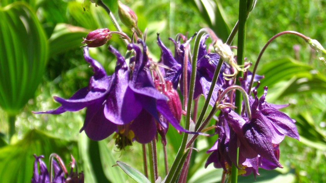 Aquilegia Vulgaris - Ancolie Commune