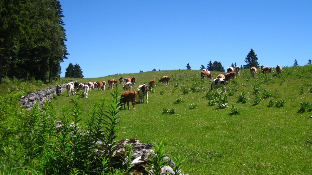 Pré de Rolle – Saint-George – Vaud – Suisse