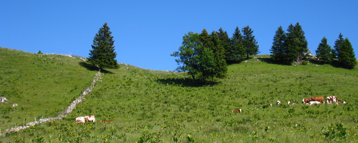 La Combe du Faoug