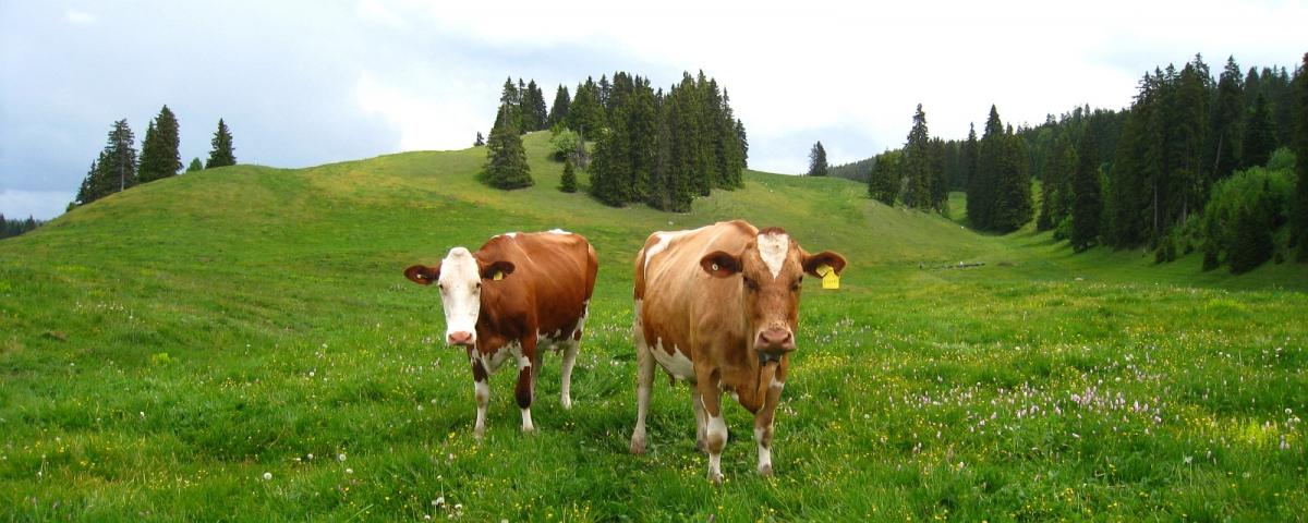 Ranch de la Pierre à Lièvre