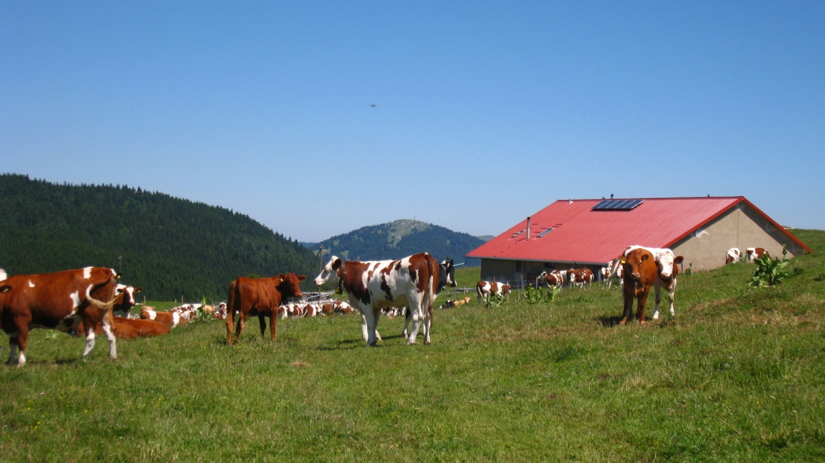 Buvette de Châtel – L’Isle – Vaud – Suisse