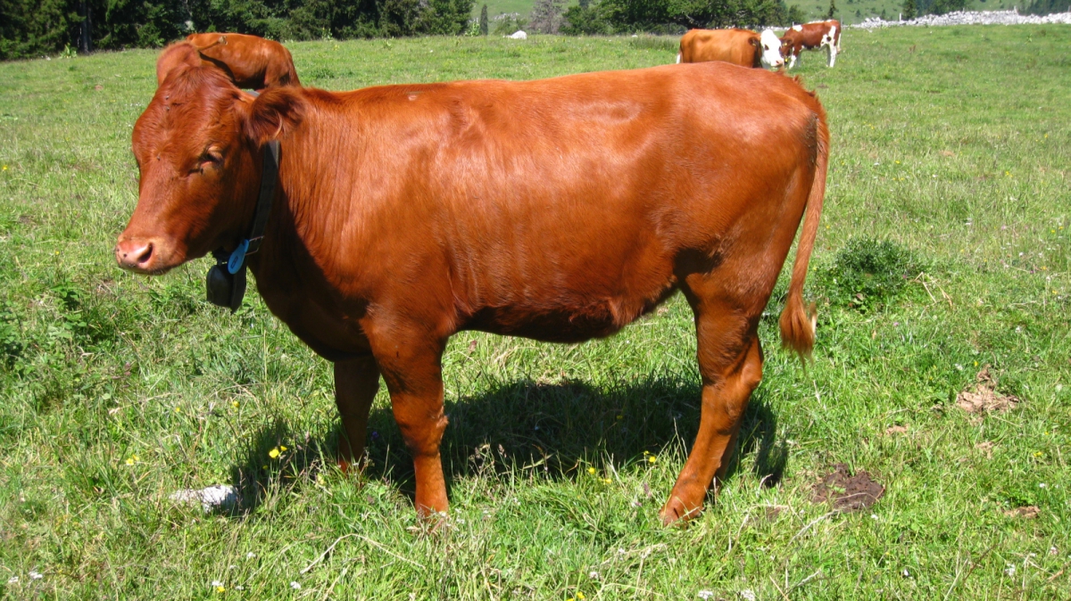 Buvette de Châtel – Vaud – Suisse