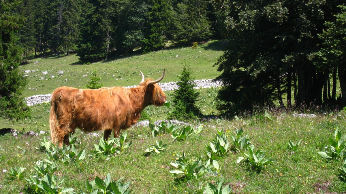 Buvette des Croisettes – Vaud – Suisse