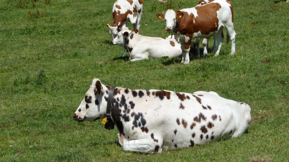 Buvette de Châtel – Vaud – Suisse
