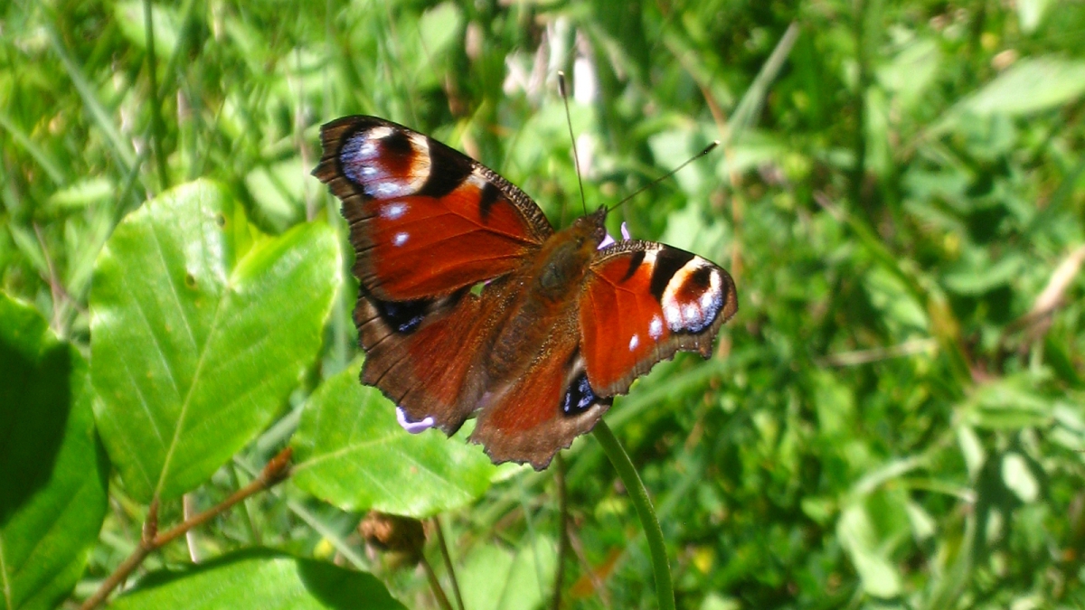 Paon du jour – Inachis io, Vanessa io