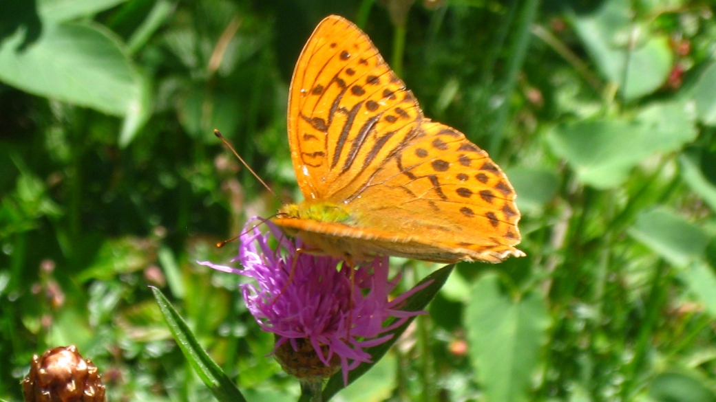 Tabac d'Espagne - Argynnis paphia