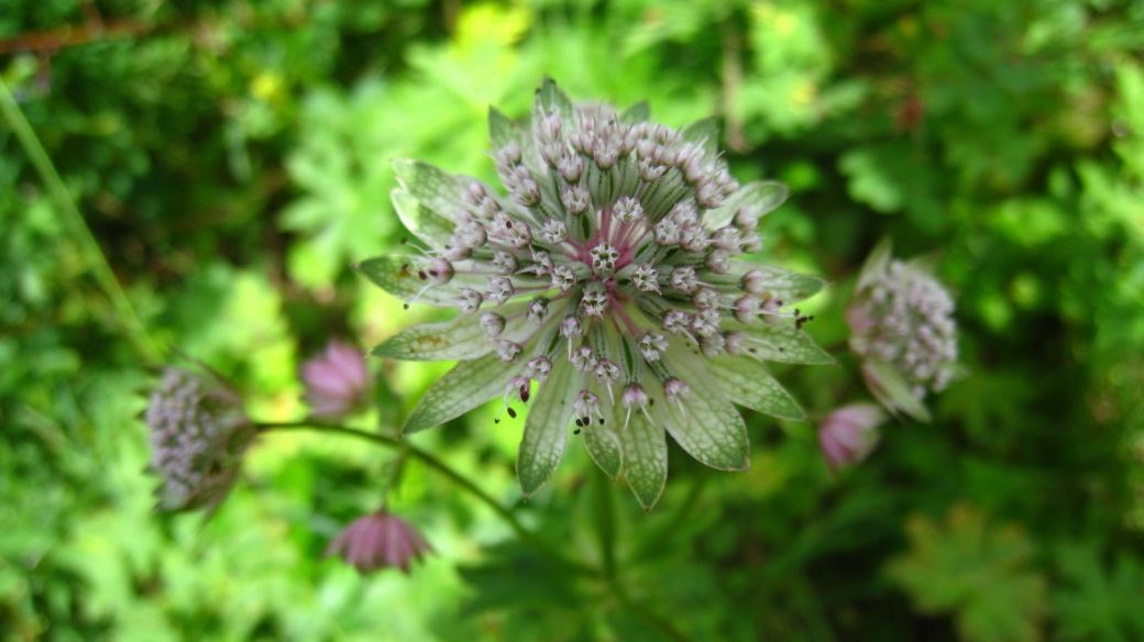 Grande Astrance - Astrantia Major