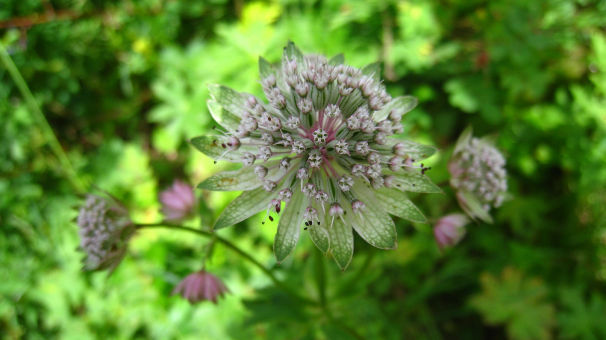 Grande Astrance – Astrantia Major
