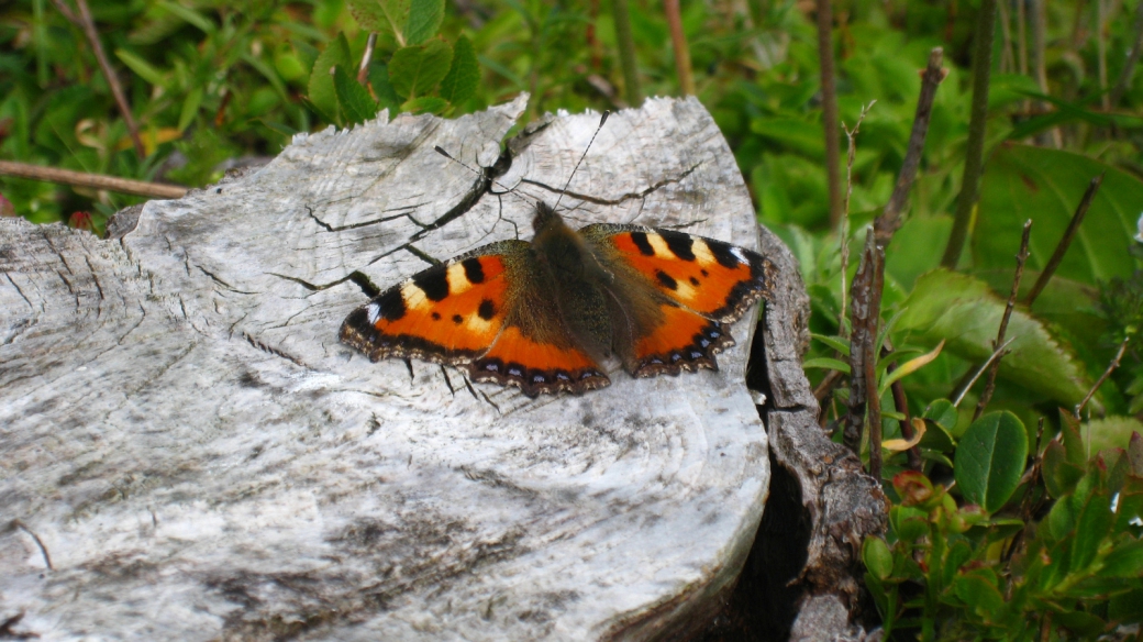 Petite Tortue - Aglais Urticae