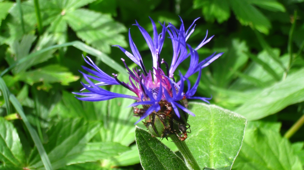 Centaurée des Montagnes - Centaurea Montana