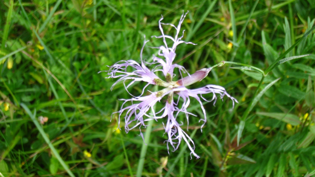 Oeuillet Superbe - Dianthus superbus