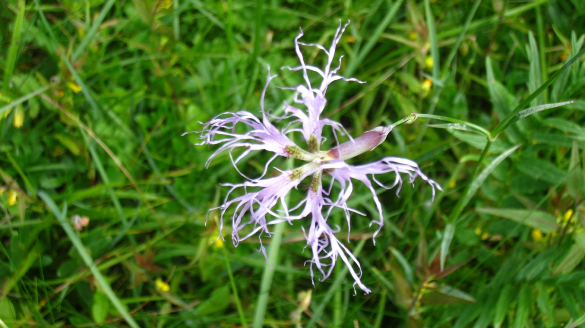Oeuillet Superbe – Dianthus superbus
