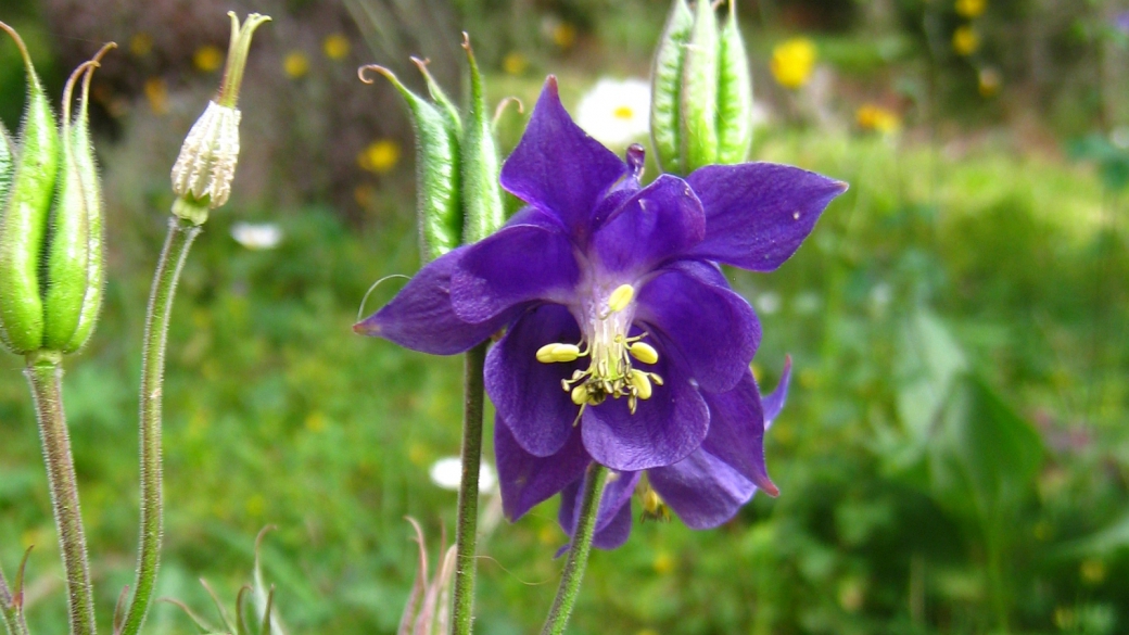 Aquilegia Vulgaris - Ancolie Commune