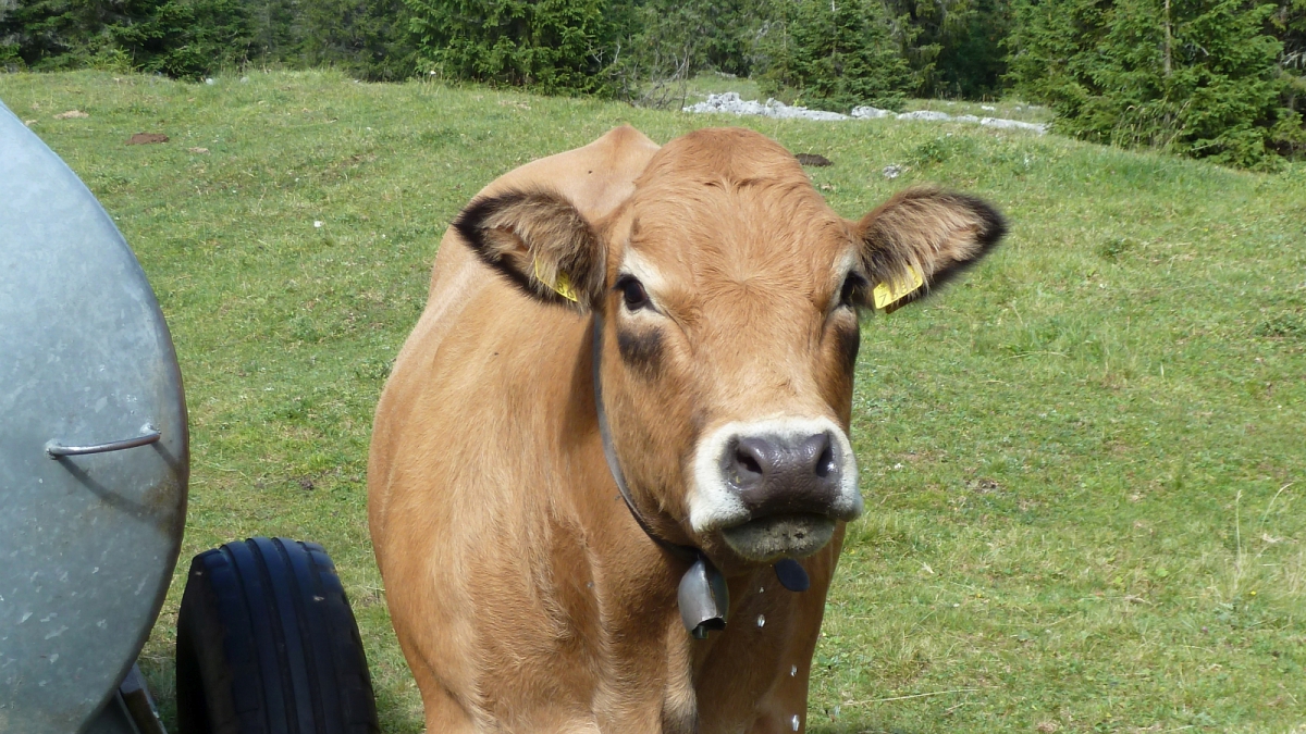 Pré aux Veaux – Le Chenit – Vaud – Suisse