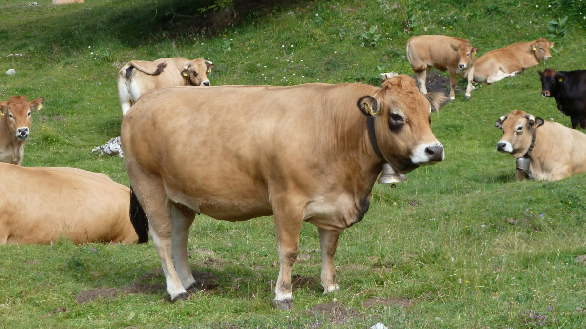 Pré aux Veaux – Le Chenit – Vaud – Suisse