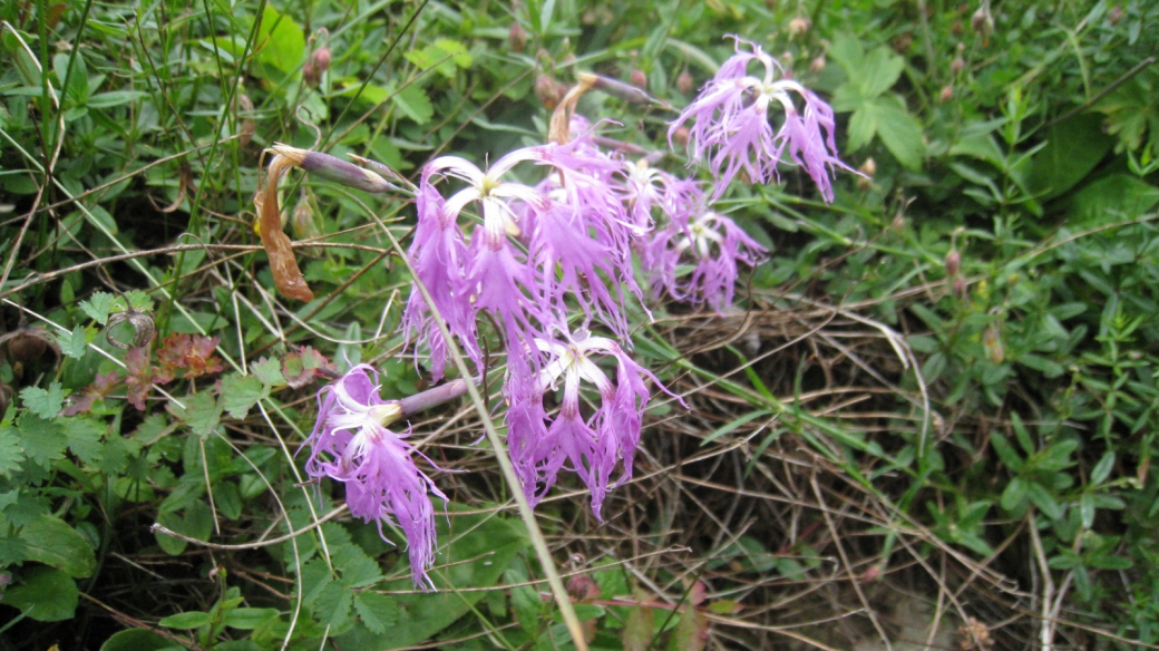 Oeuillet Superbe - Dianthus superbus