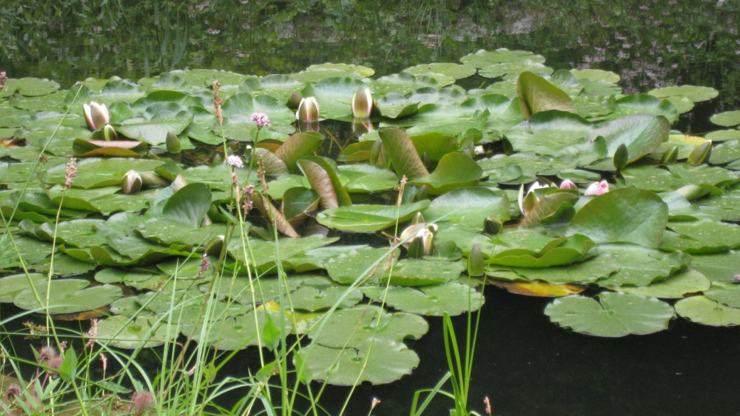 Nénuphar Rose - Nymphaea Coerulea