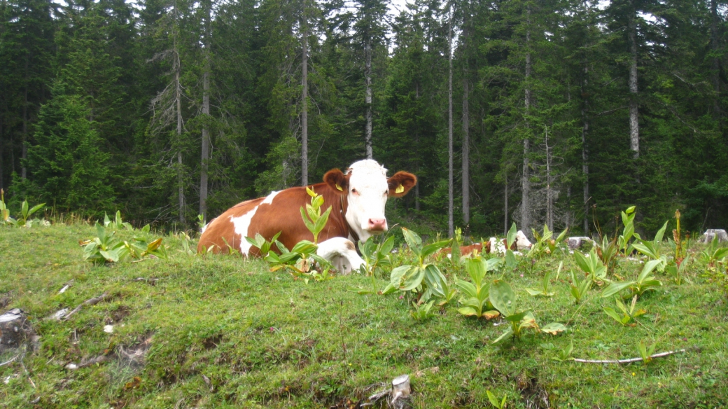 Marais Rouge - Vaud - Suisse