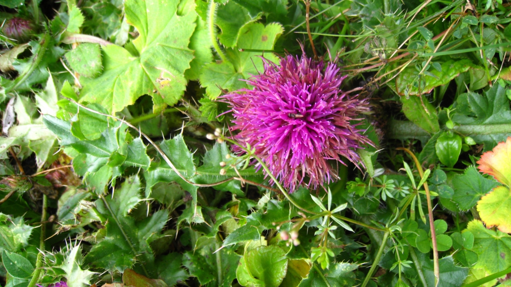 Cirse Tubéreux - Cirsium Tuberosum