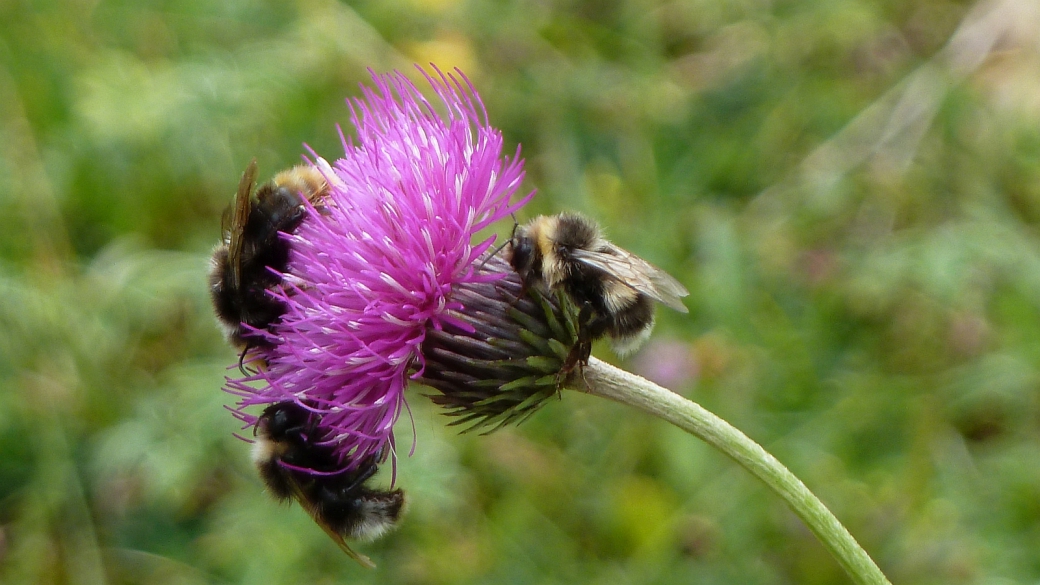 Cirse Tubéreux - Cirsium Tuberosum