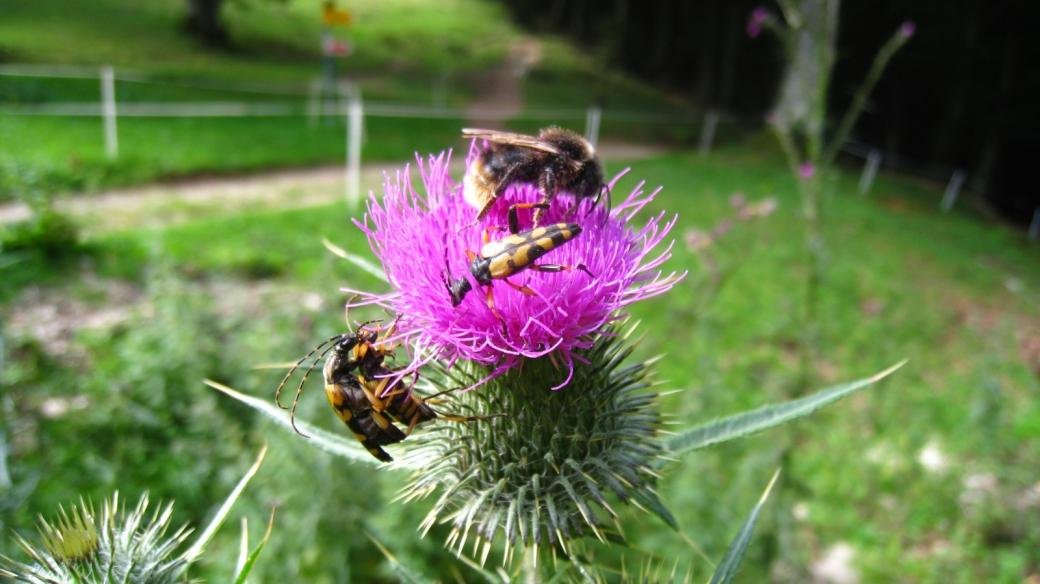 Cirse Commun - Cirsium Vulgare