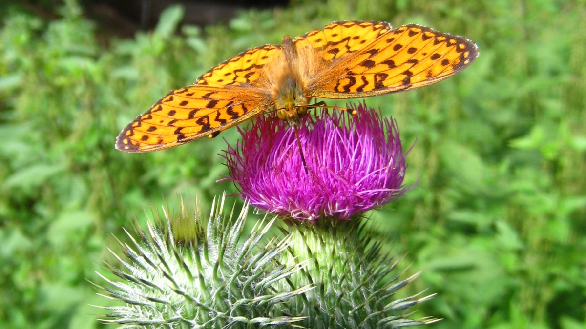 Cirse Commun – Cirsium Vulgare